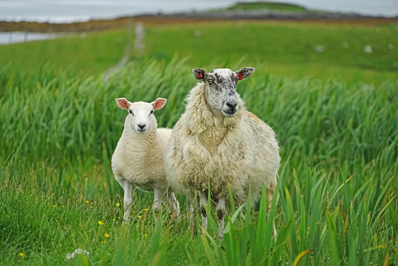 Schafe auf einer Weide in Schottland